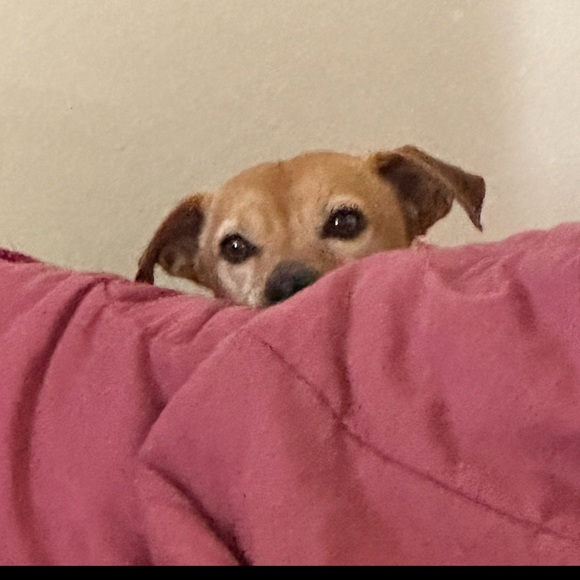 Meet your Posher, Kathy - Picture 8 of 16